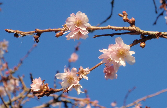 File:Cherry blossom, Tessier Gardens - geograph.org.uk - 1717972.jpg