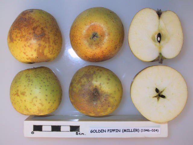 File:Cross section of Golden Pippin (Miller), National Fruit Collection (acc. 1946-024).jpg