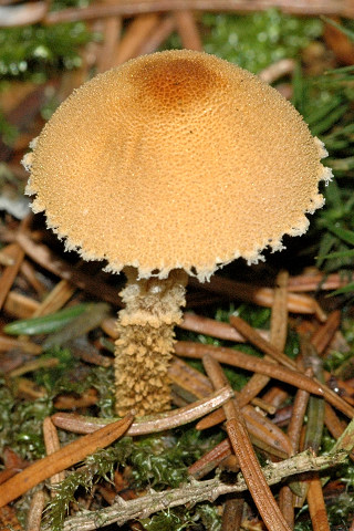 <i>Cystoderma</i> Genus of fungi
