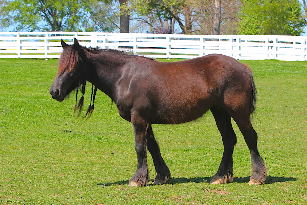 Dales Pony Mare - Gulliver's Mistral owned by Baroque Farm.jpg