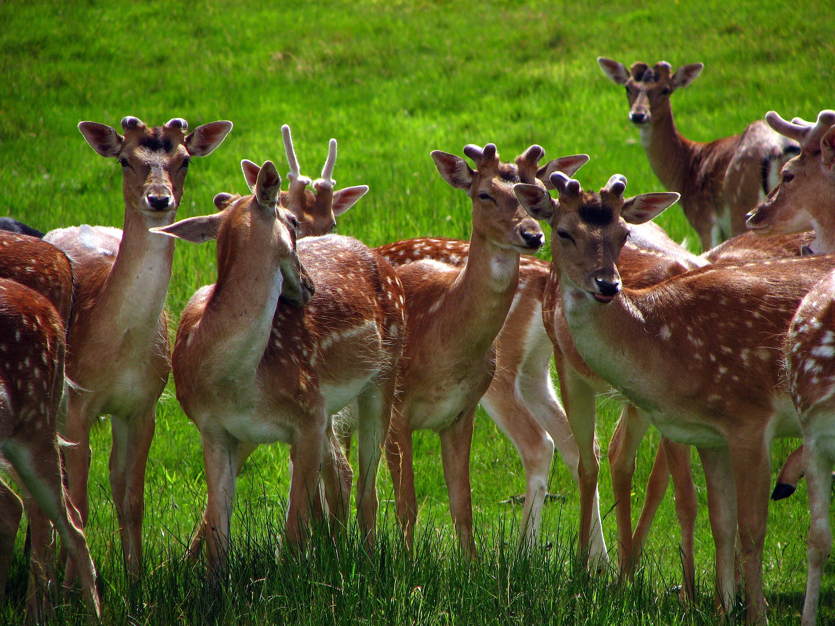 Фото кафе Dear Deer. The animals.