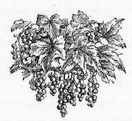 File:Drawing of Grapes on the Vine.jpg