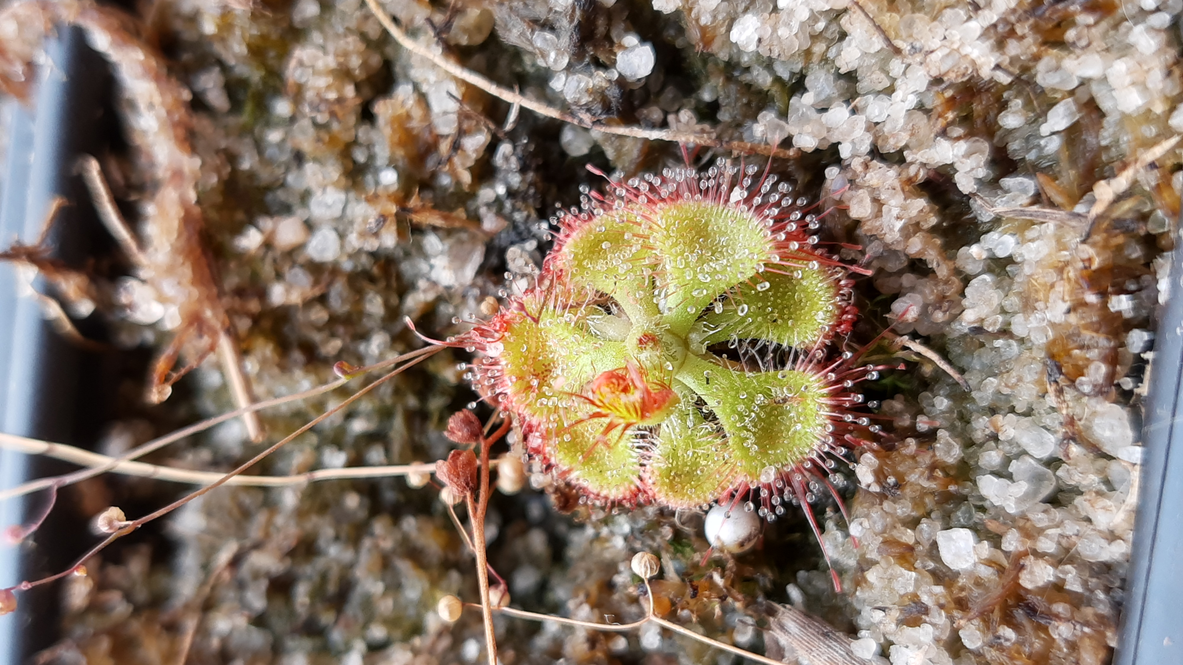 Planta carnívora – Wikipédia, a enciclopédia livre