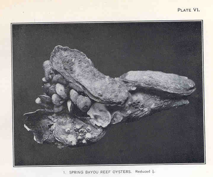 File:FMIB 33451 Spring Bayou Reef Oysters.jpeg