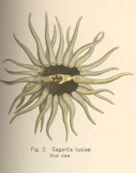 File:FMIB 39072 Sagartia luciae Oral view.jpeg