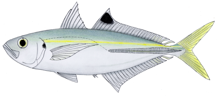 IGFA - The Carangids are an extremely large and diverse