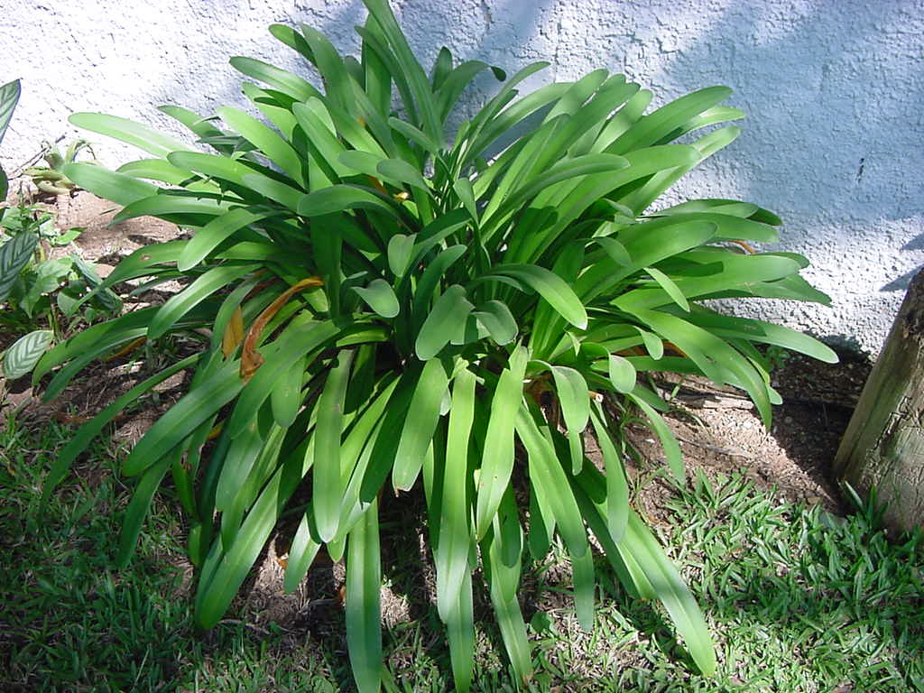 File:Família Agapanthaceae Agapanthus africanus (Agapanto) (2).JPG -  Wikimedia Commons