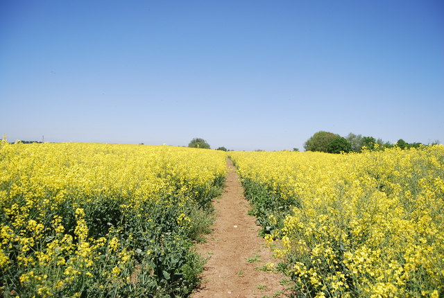 File:Footpath to Lower Halstow - geograph.org.uk - 2103594.jpg