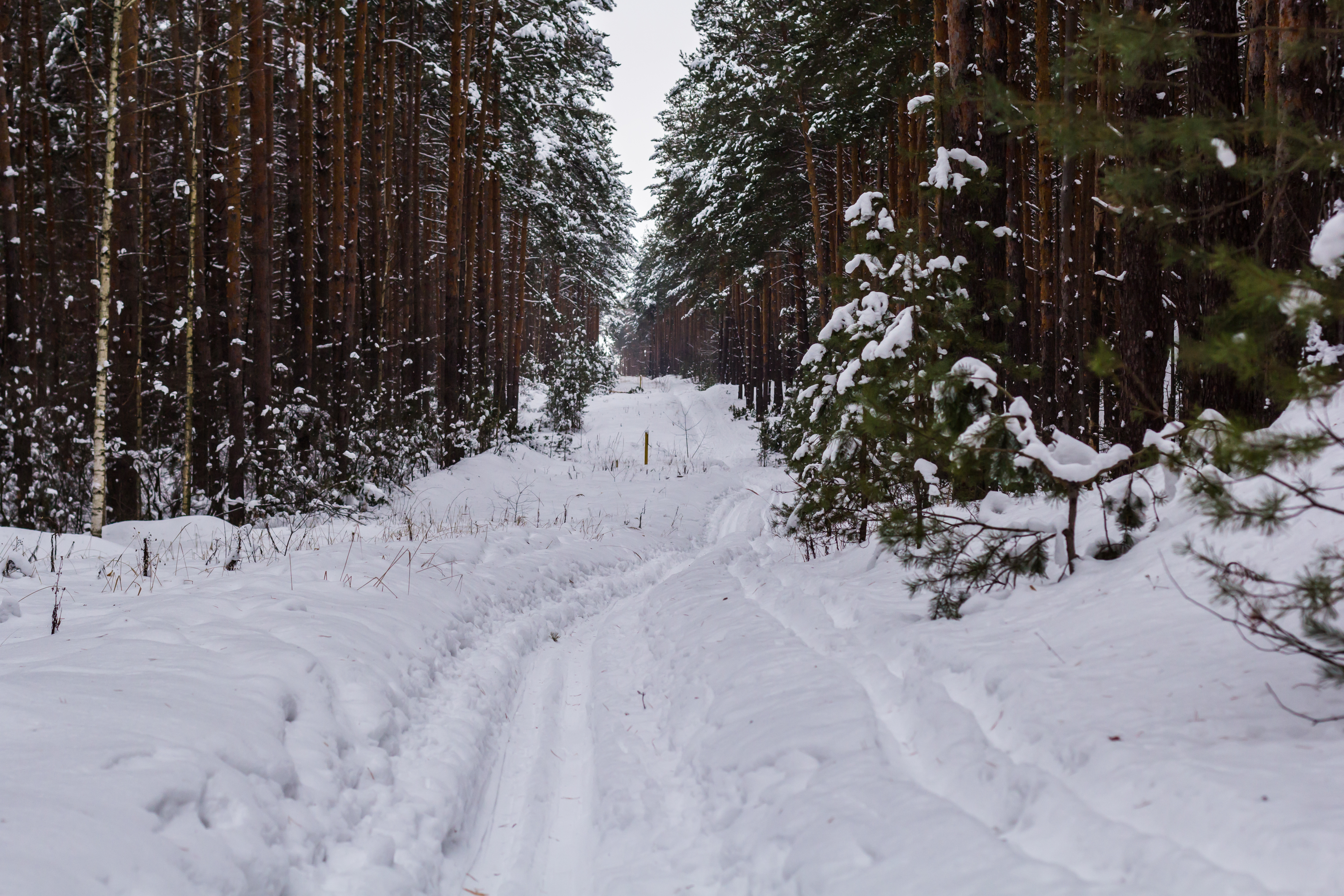 Погода в лесном на 2