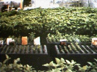 GTi's Aeroponic Growing System greenhouse facility, 1985