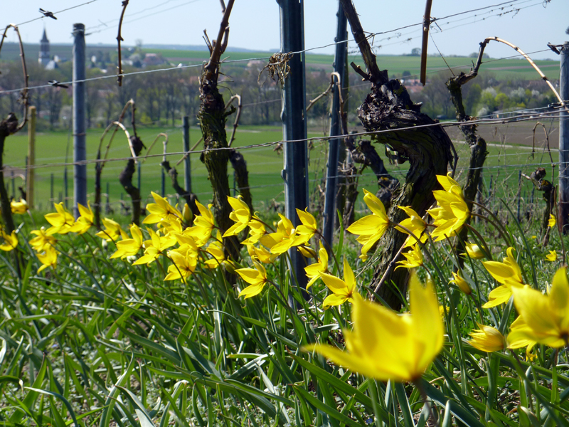 File:Gau-Odernheim-Wildtulpen2011-P1170451.jpg