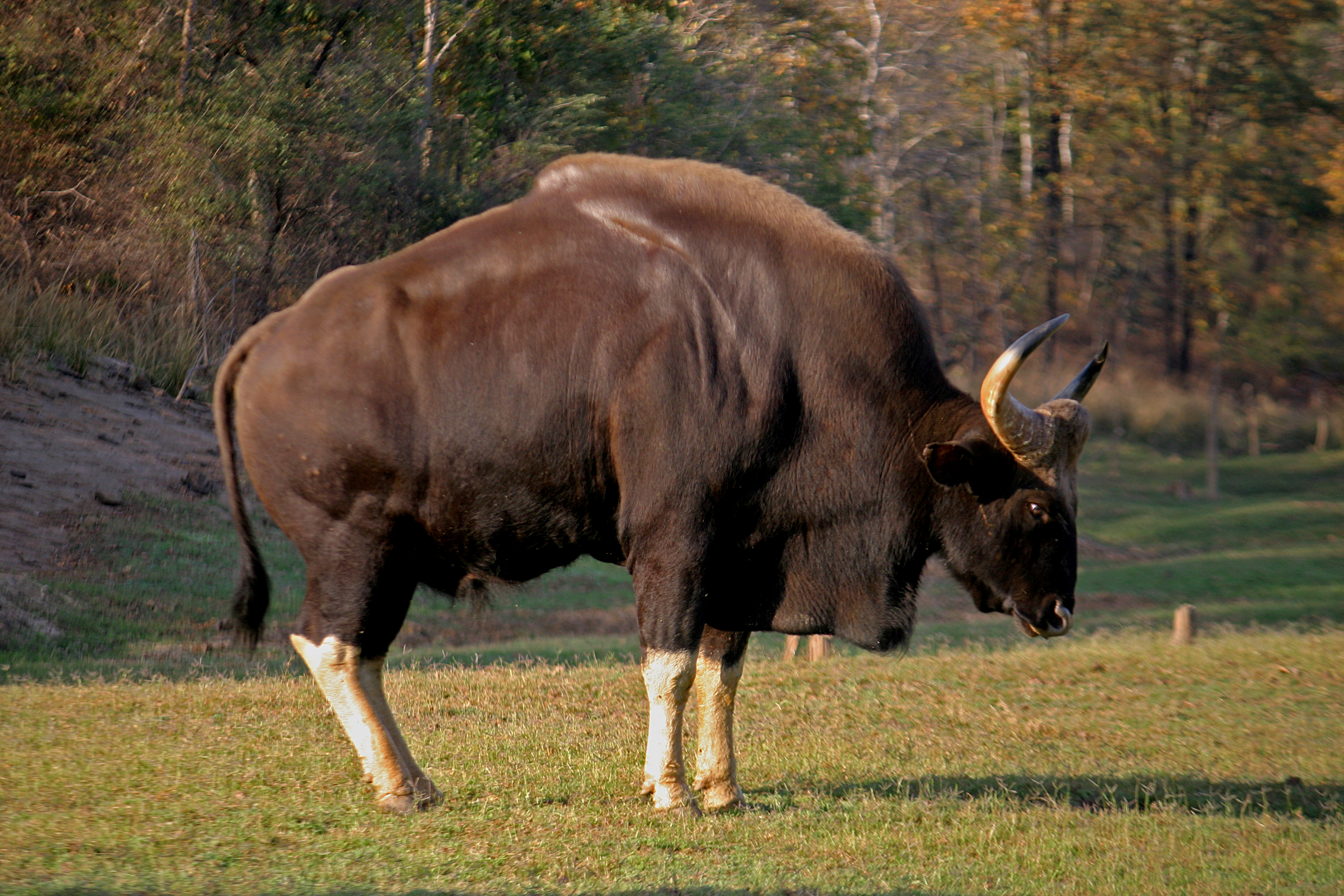 Дикий бык сканворд 4. Дикий бык Гаур. Индийский бык Гаур. Гаур гаял. Гаял бык дикий.
