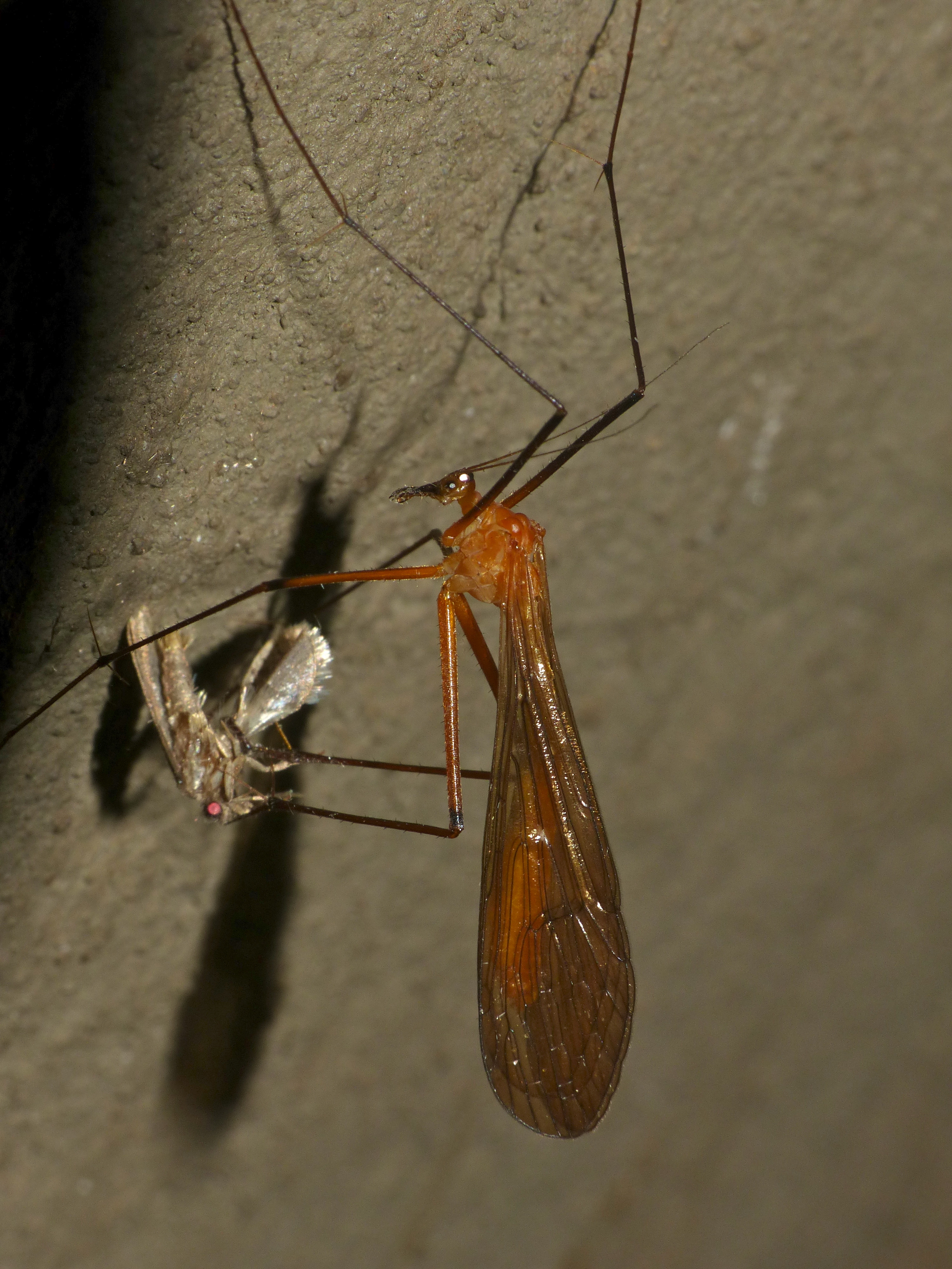 Hangingfly (Bittacus sp.) with prey (12721481125).jpg