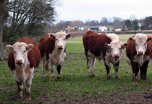 File:Herefords, Much Marcle - geograph.org.uk - 722208.jpg