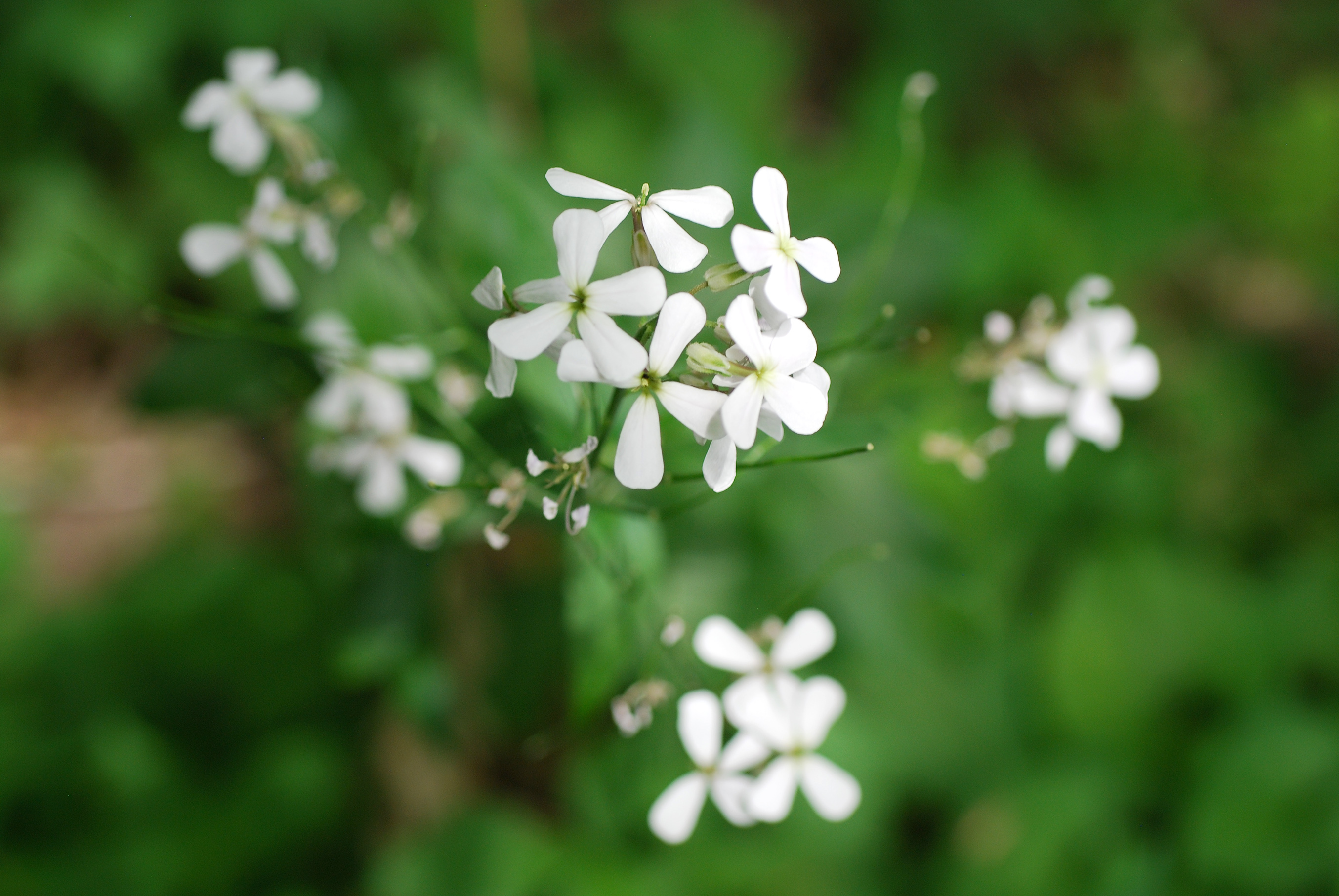 Hesperis matronalis