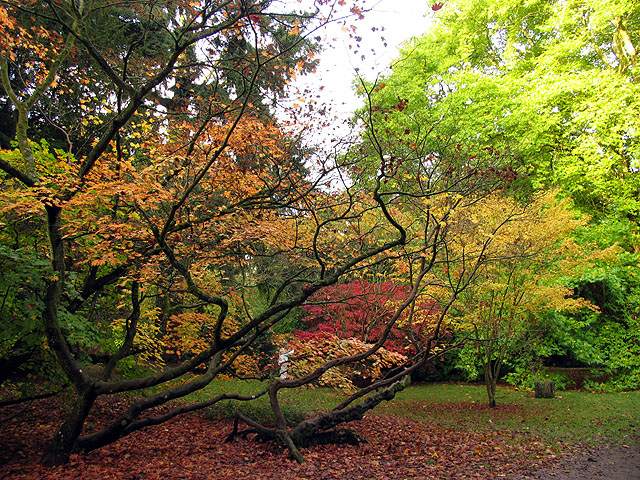 File:Hiding Amongst the Acers at Westonbirt - geograph.org.uk - 69676.jpg