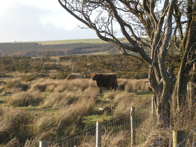 File:Highland cattle on Rhos Fiddle - geograph.org.uk - 706193.jpg