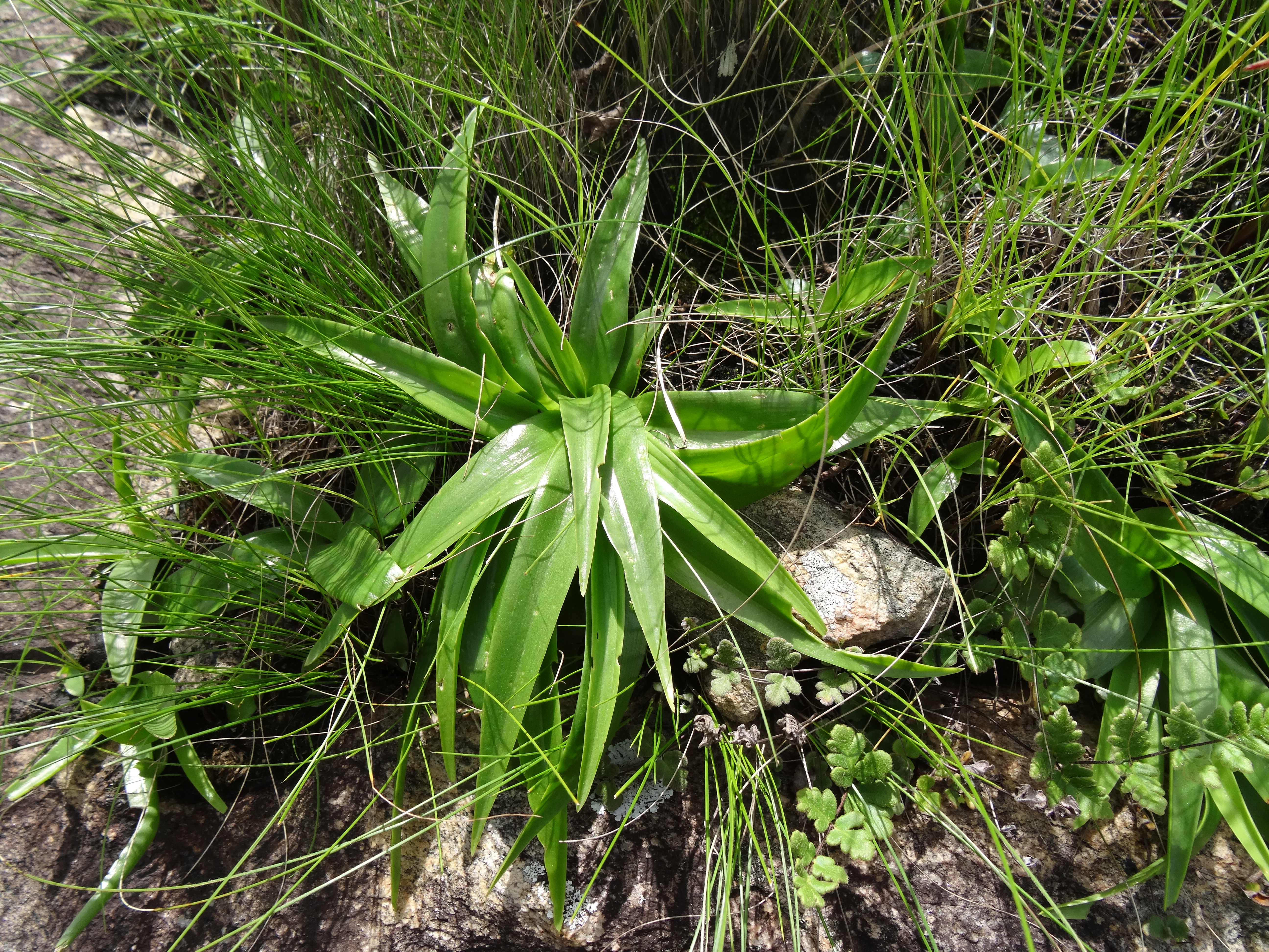 Hyacinthaceae - Montepuez green leaf (22577167891).jpg