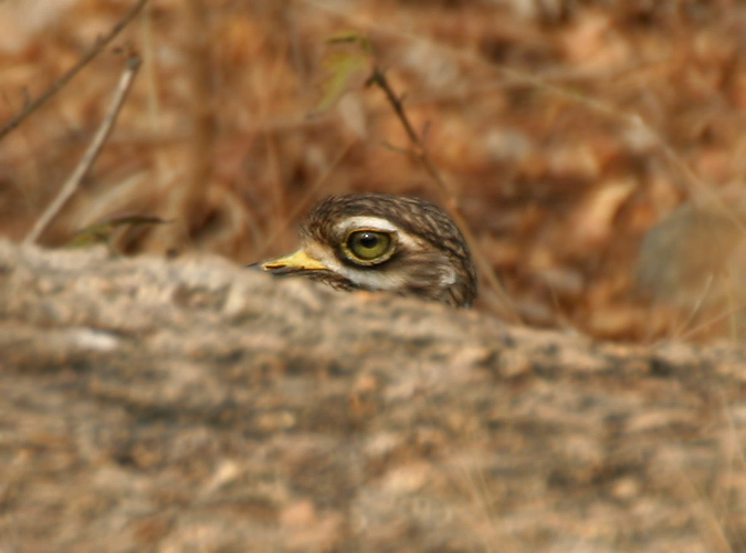 File:Indian Stone-curlew (Burhinus indicus) in Hyderabad W IMG 4537.jpg