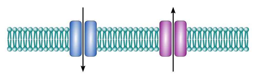 Transmembrane protein channels