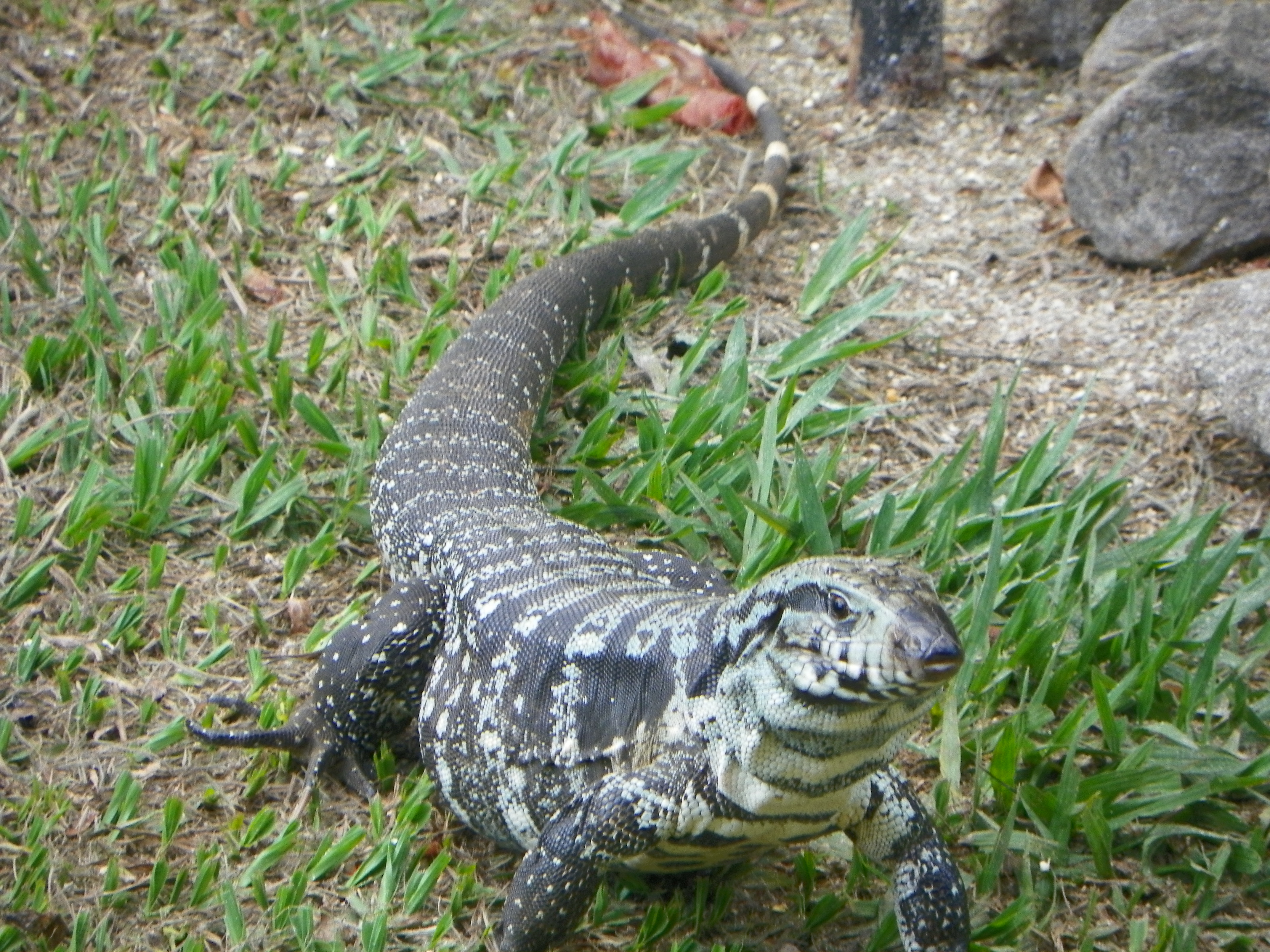 Salvator lizard Wikipedia