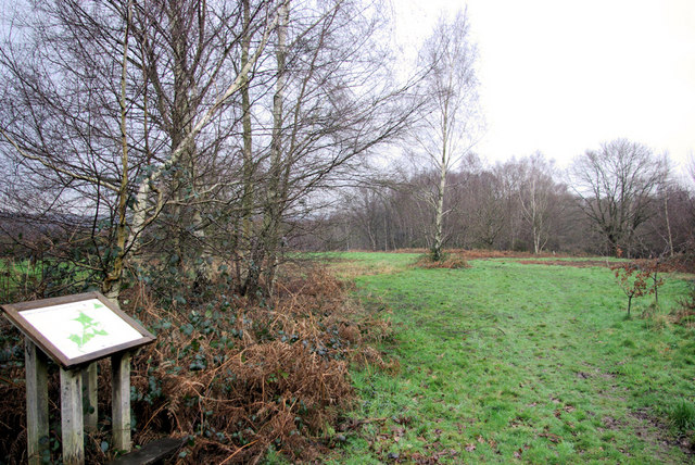 File:Lane End Common - geograph.org.uk - 318208.jpg