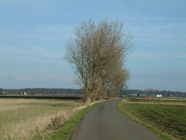 File:Leaning Trees - geograph.org.uk - 125225.jpg
