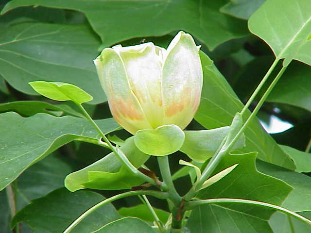 File:Liriodendron tulipifera3.jpg