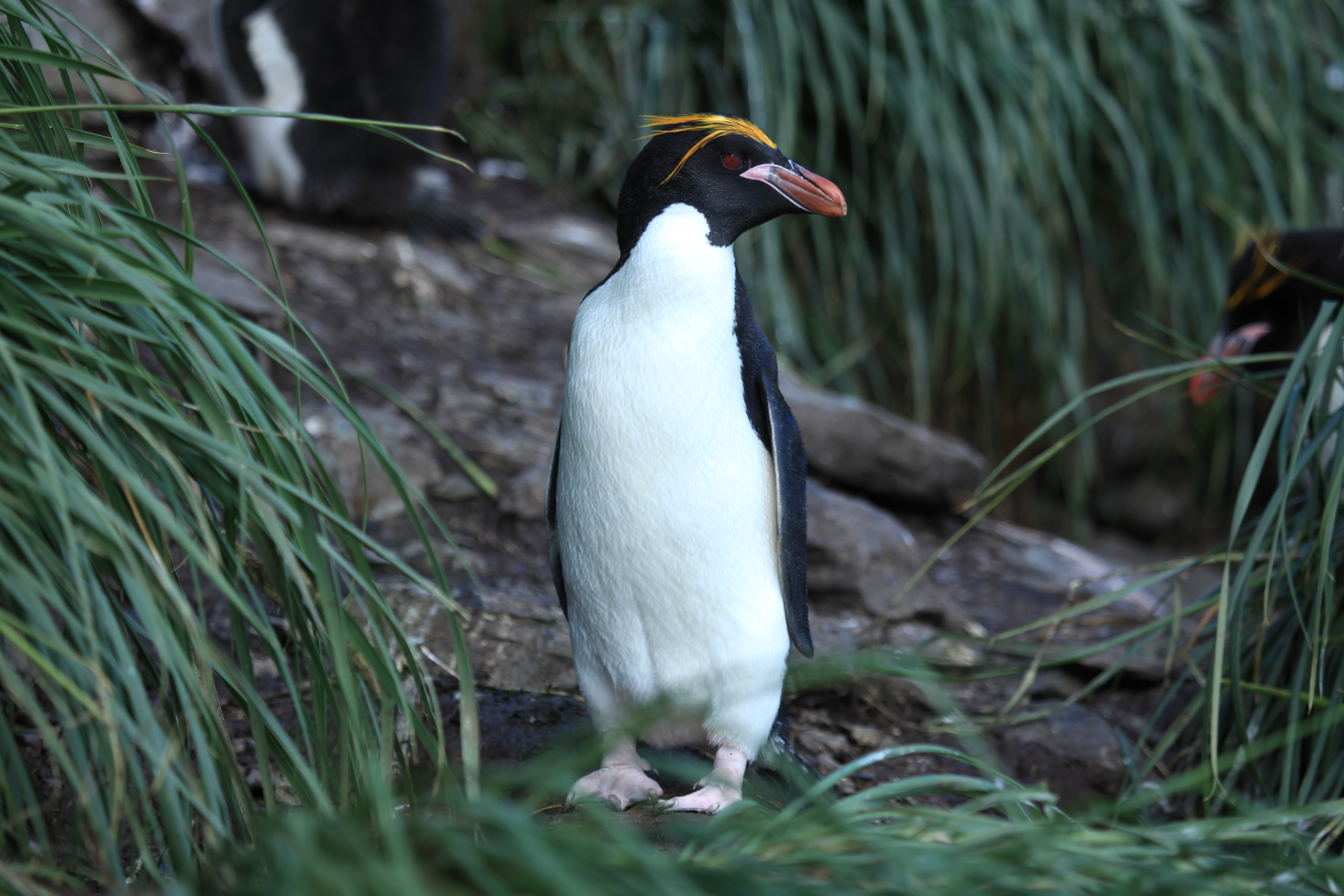 Золотоволосый Пингвин хохлатый Пингвин