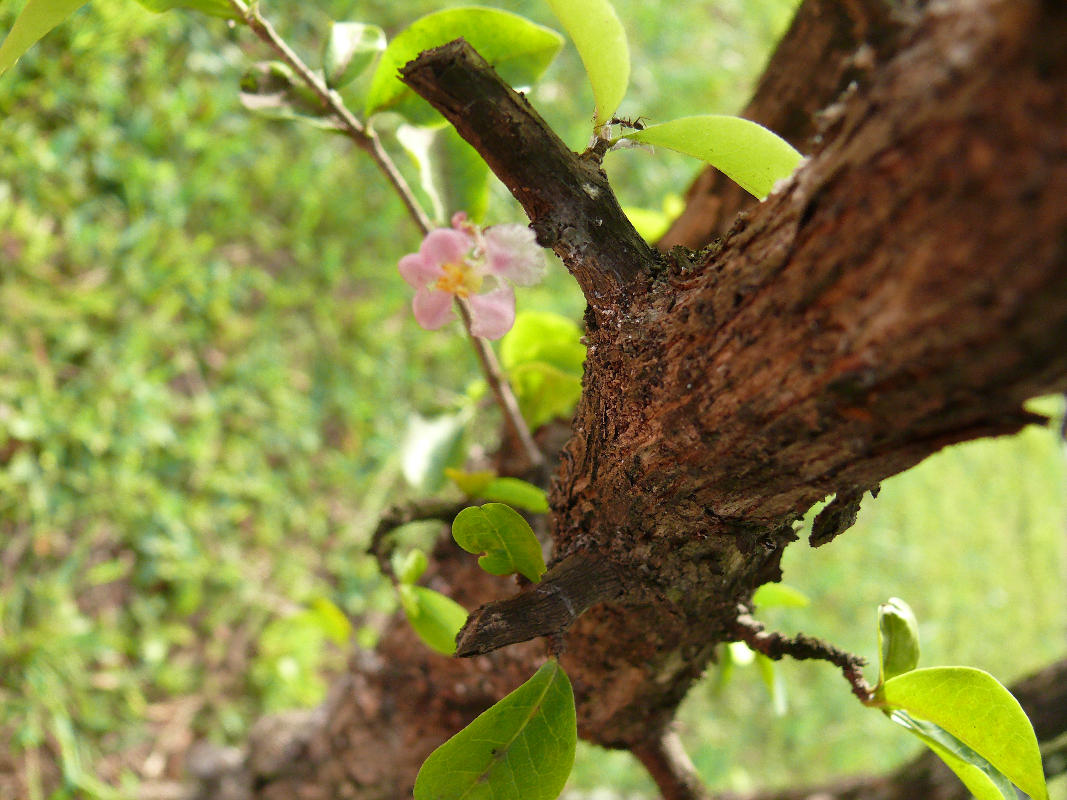 Acerola-de-barbados