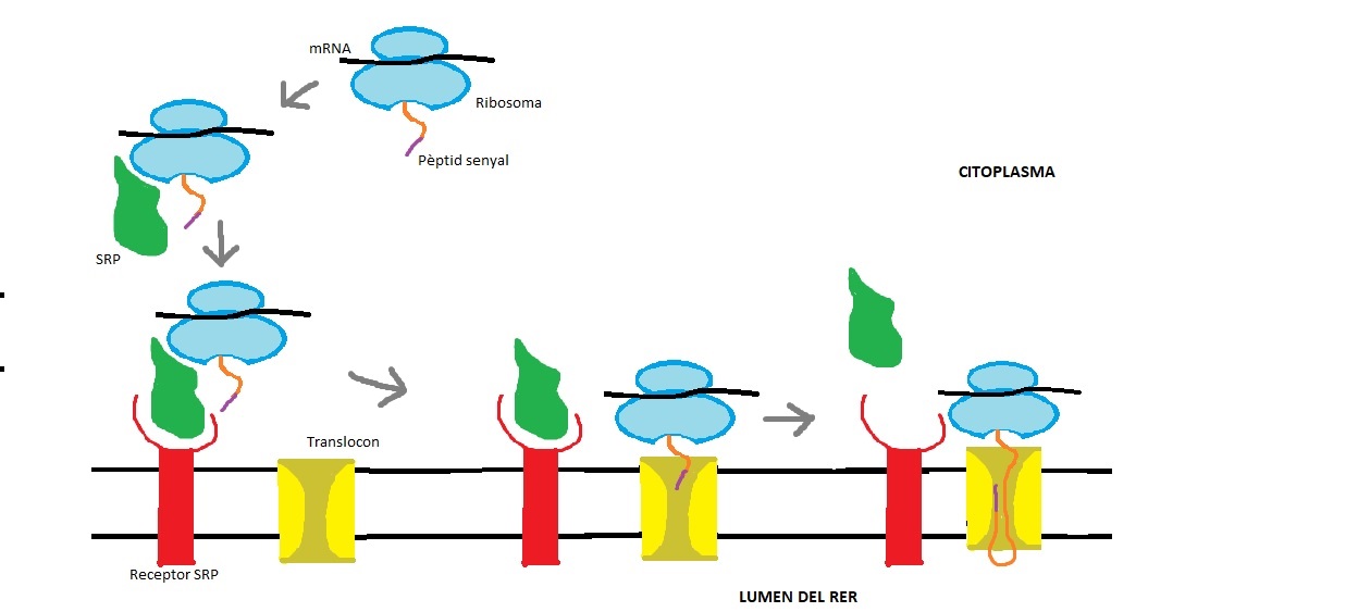 Qué grupo sanguíneo es el receptor universal