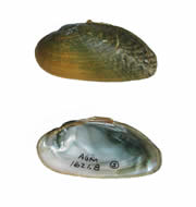 <i>Medionidus parvulus</i> species of mollusc