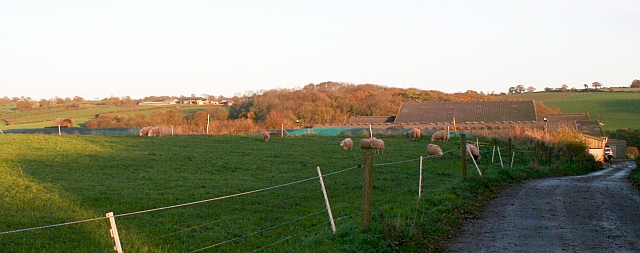 File:Munscroft Coppice - geograph.org.uk - 280840.jpg