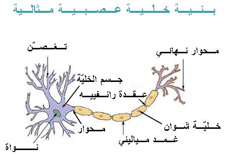 عصبون ويكيبيديا