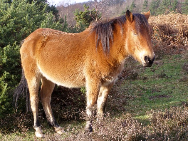 File:New Forest pony, Wilverley Walk - geograph.org.uk - 303390.jpg