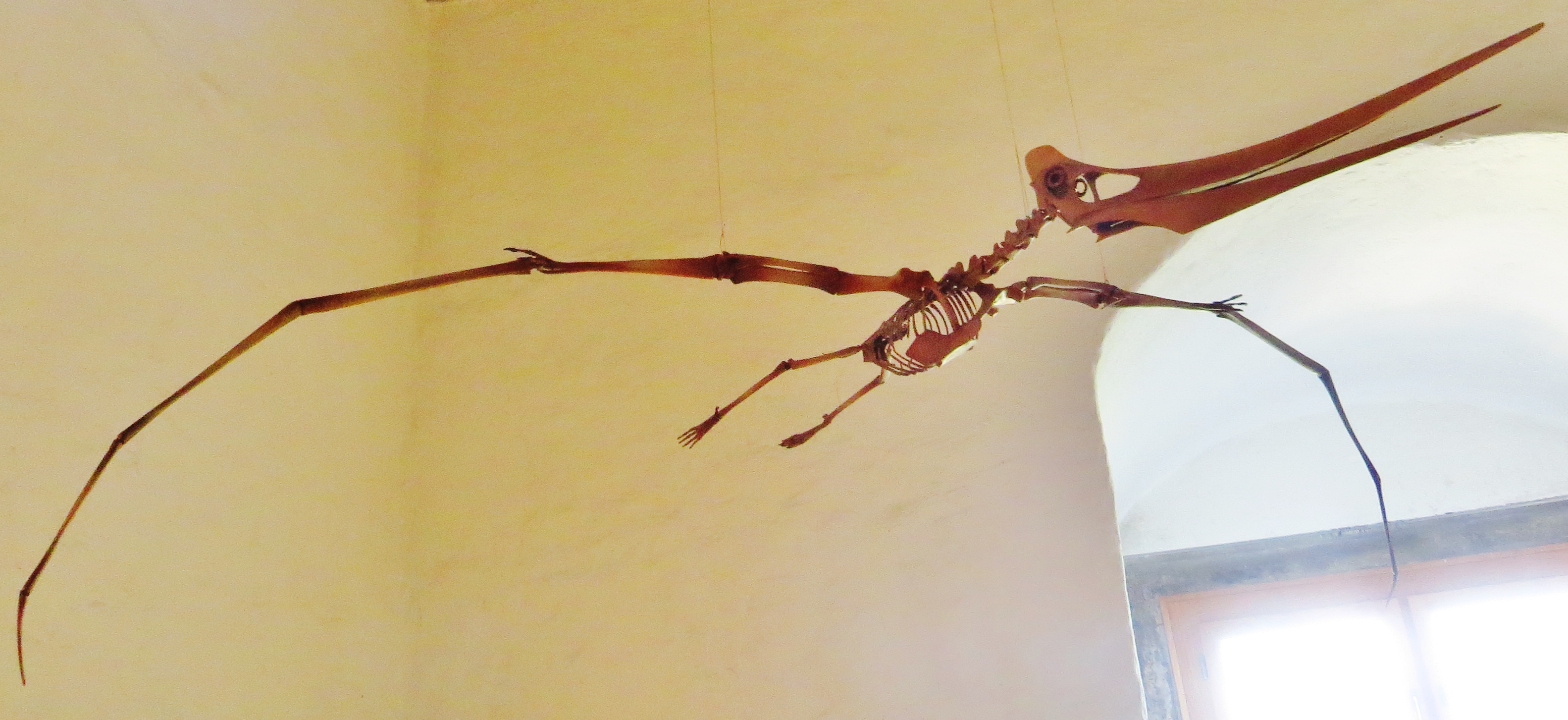 nyctosaurus gracilis