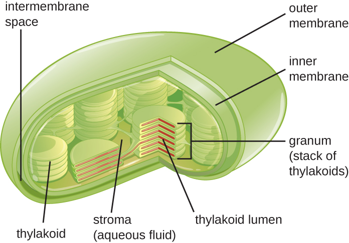 chloroplast