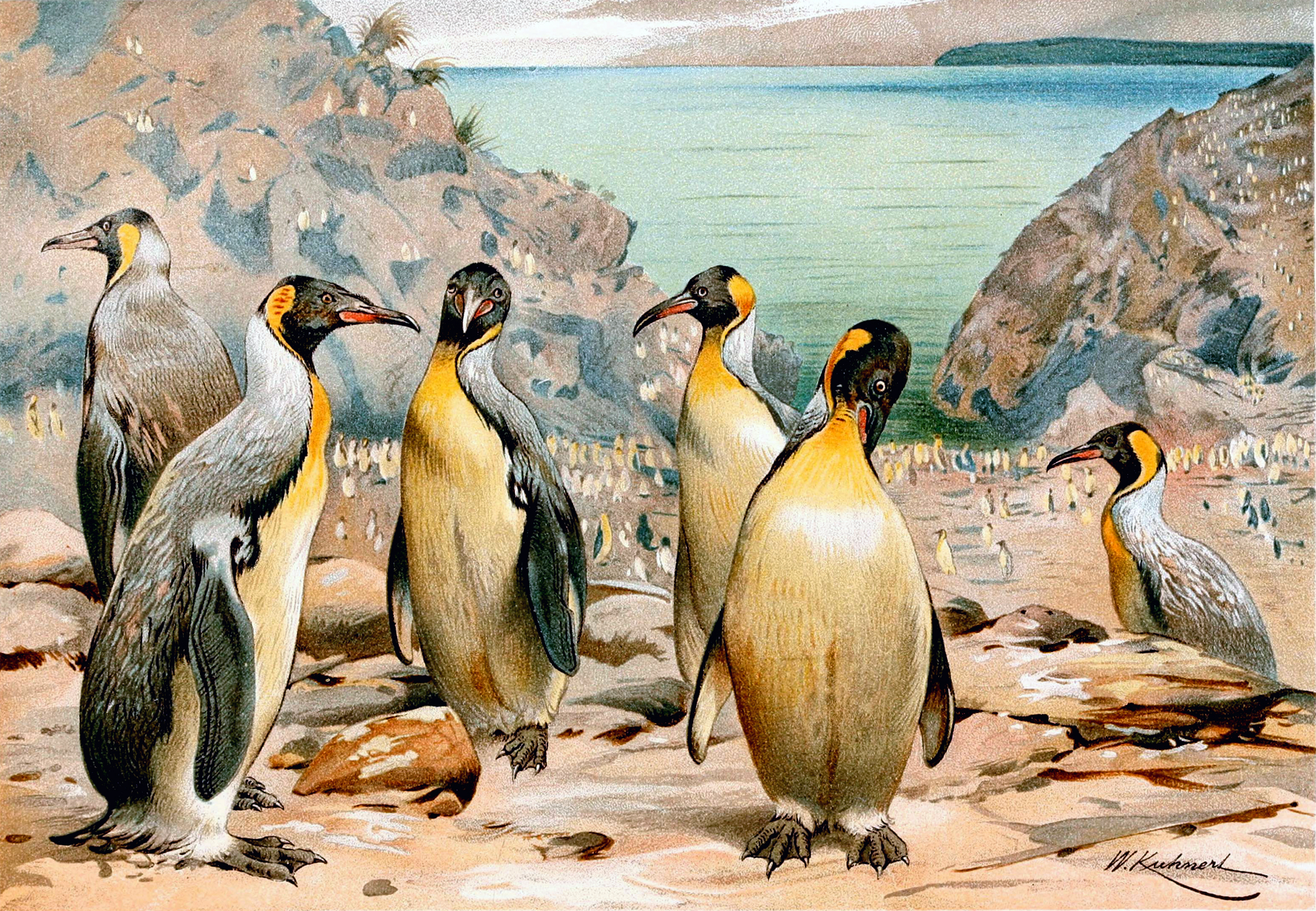 ジャイアントペンギン Wikipedia