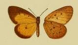 <i>Pentila inconspicua</i> Species of butterfly