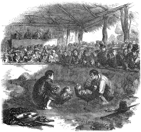 File:Philippine cockfight, early 1800s.jpg