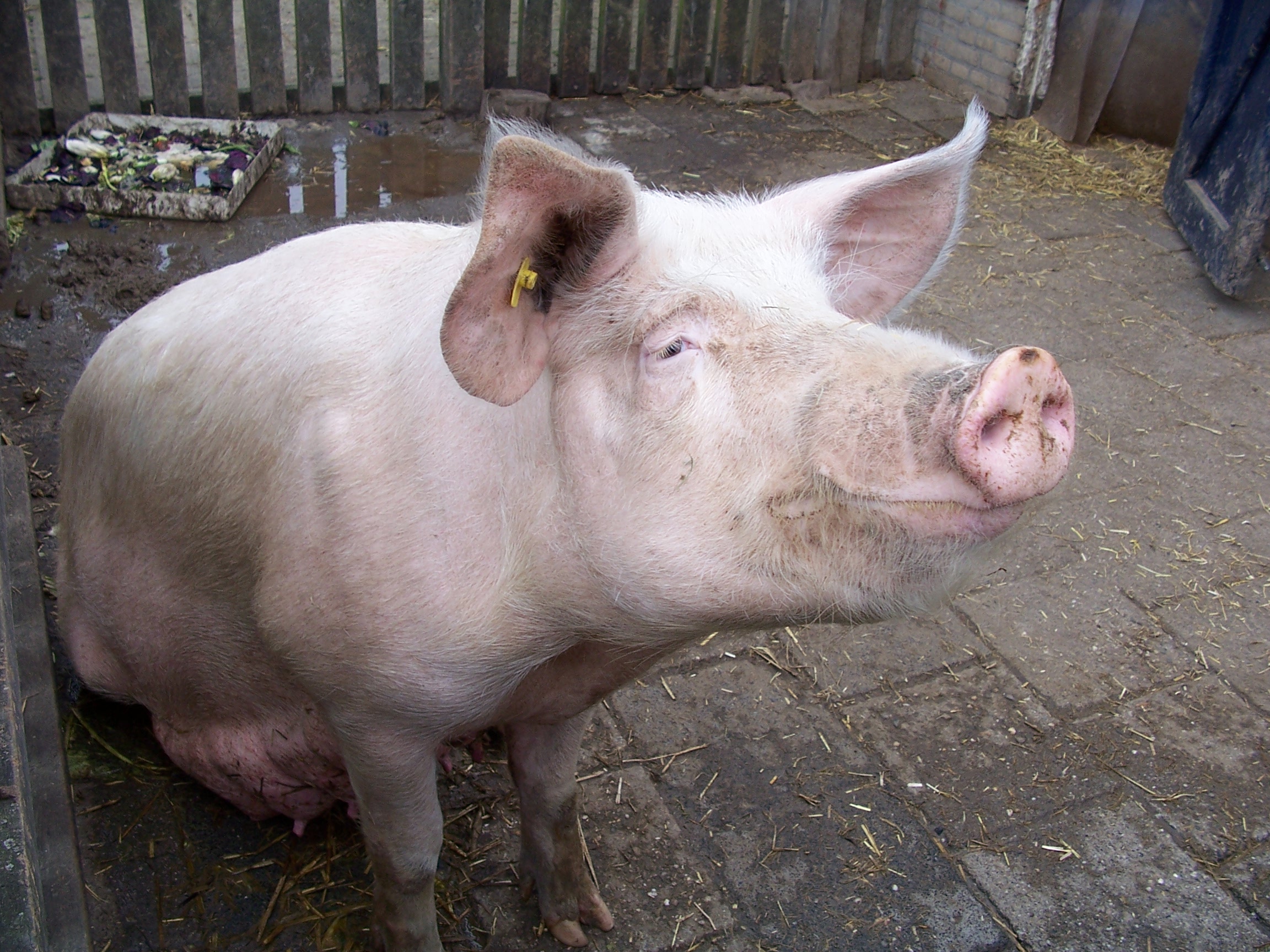 FilePig 8907.JPG Wikimedia Commons