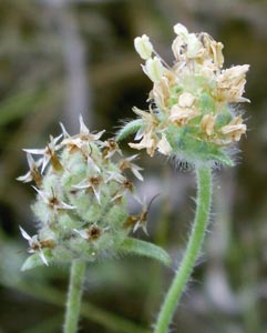 File:Plantago scabra2.jpg