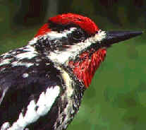 Red-naped sapsucker Species of bird