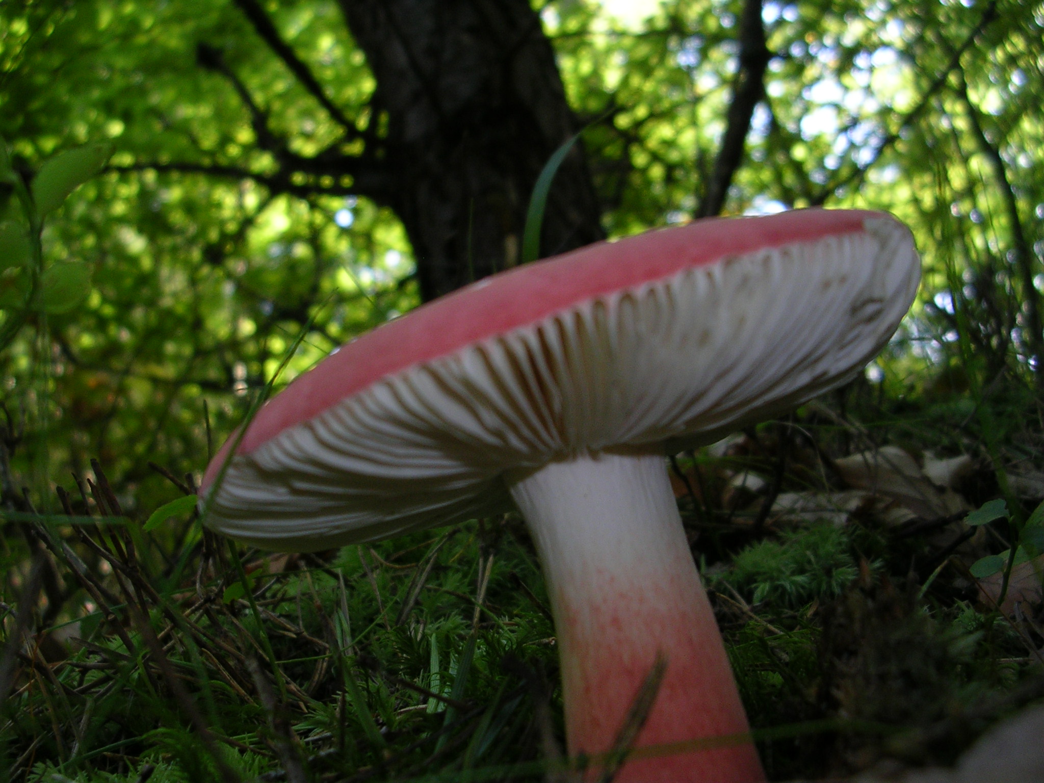 Гриб сыроежка розовый. Сыроежка гриб. Сыроежка розовая съедобная. Russula subnigricans. Розовая сыроежка гриб съедобный.