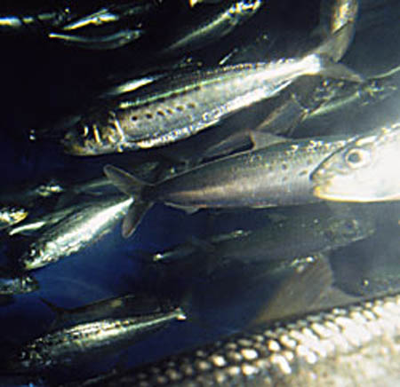 File:Sardine photo3 exp.jpg