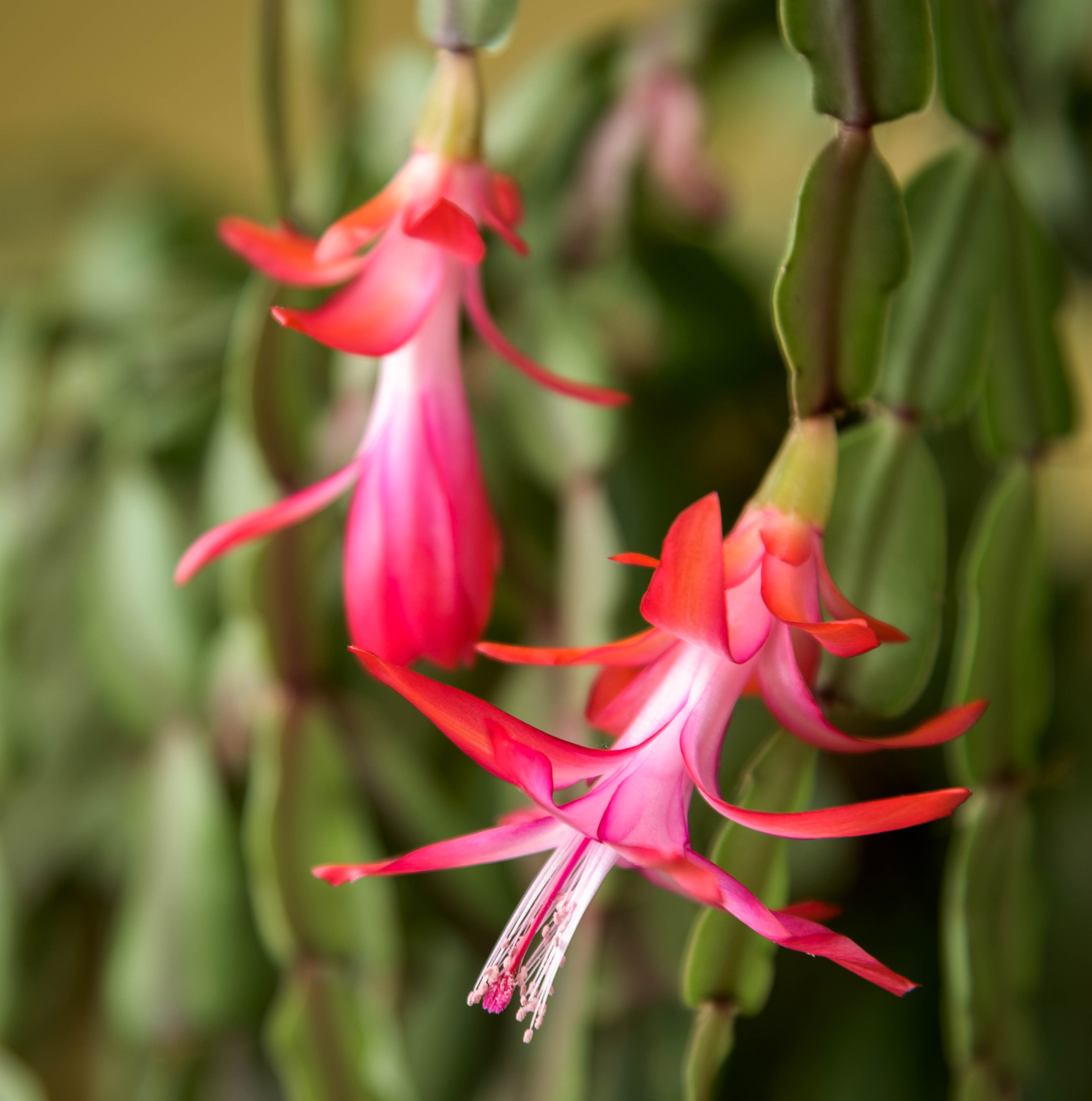 Schlumbergera - Wikipedia