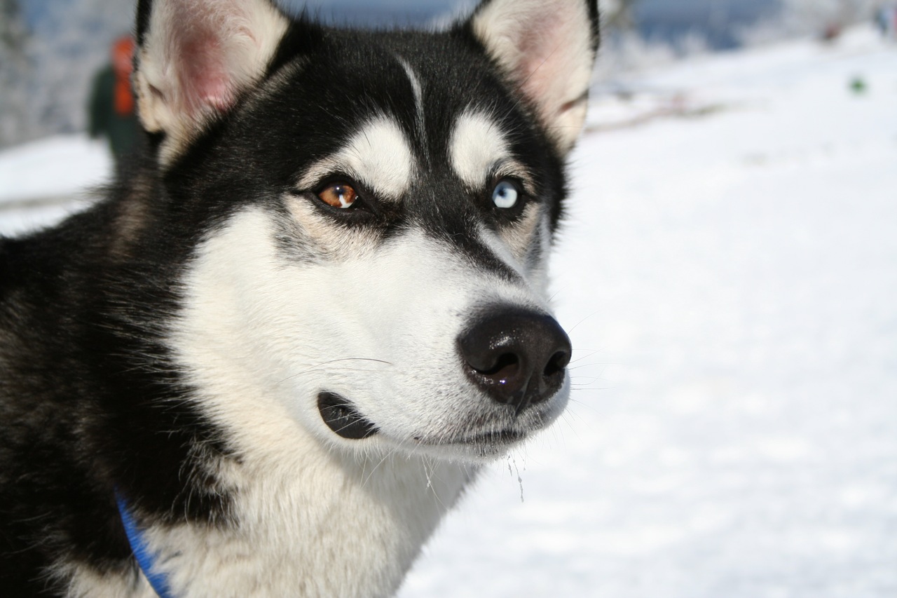 Filesiberian Husky Bi Eyed Flickr Wikipedia