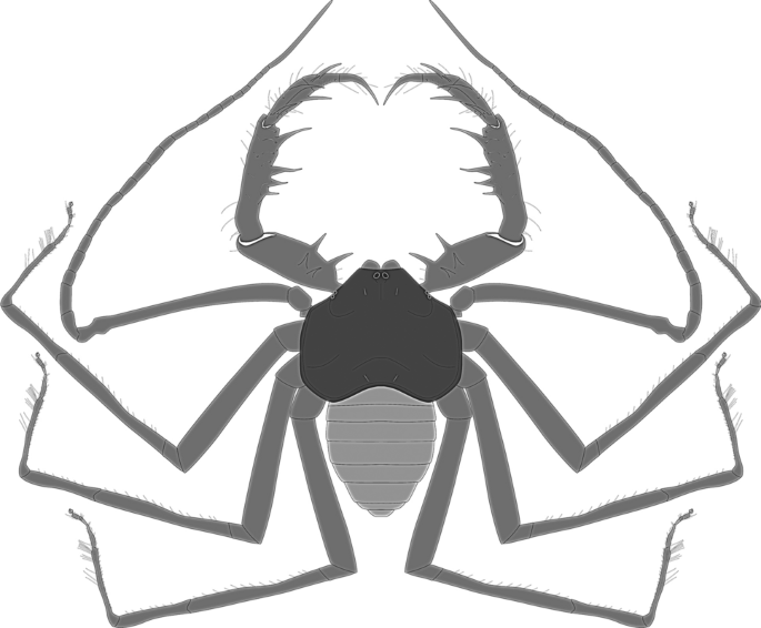 File:Simplified representation of Paracharonopsis cambayensis.png