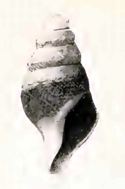 <i>Spirotropis agamedea</i> Species of gastropod
