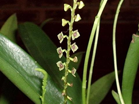 File:Stelis argentata.jpg